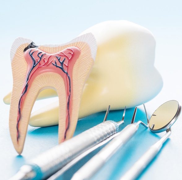 Model of tooth nerve lying next to dental tools