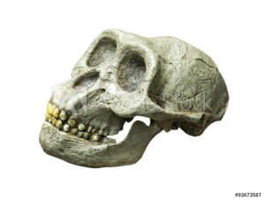 neanderthal skull